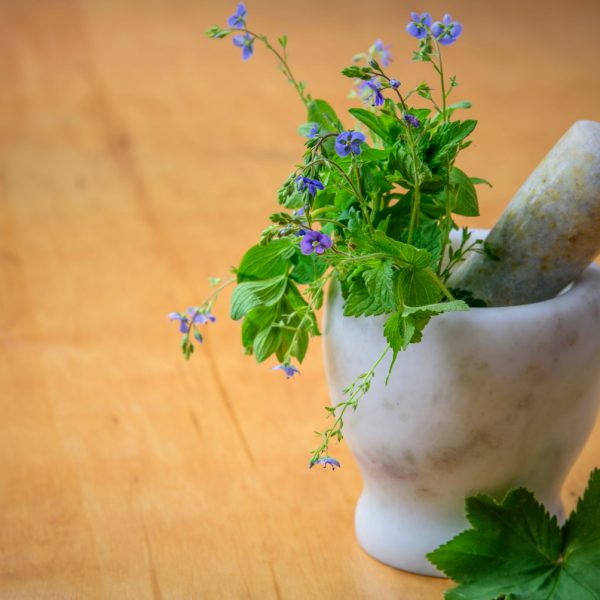 Et si on cuisinait une plante sauvage