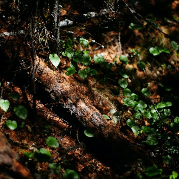 Découverte de l’écosystème forestier