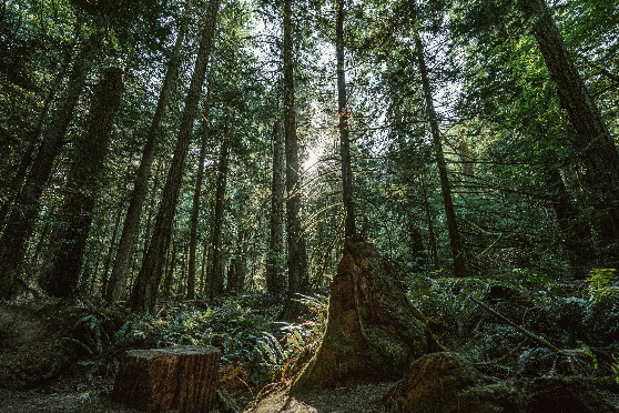 Découvrir et comprendre la forêt